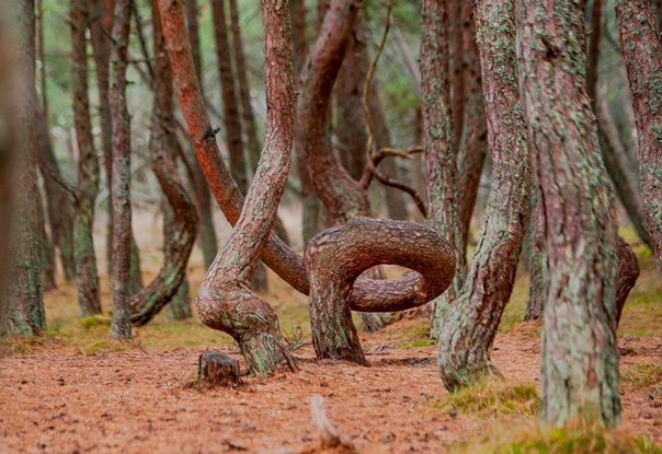 Калининградский танцующий лес