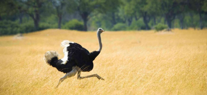 Интересные факты про страусов