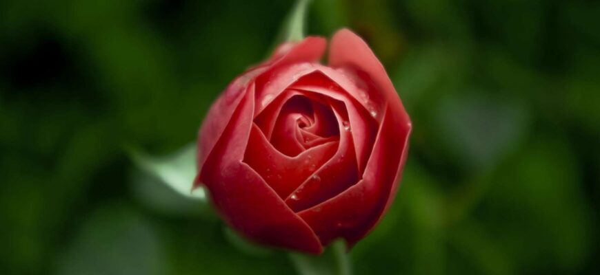 Розы для здоровья и красоты
