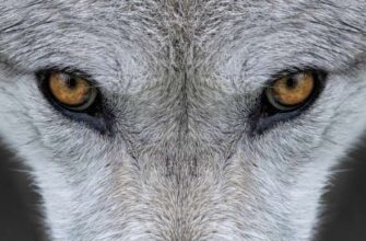 Судьба серого волка в США под вопросом