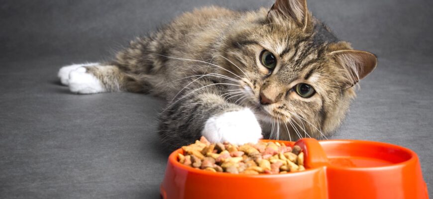 Чем нельзя кормить кошку - важный совет для всех владельцев