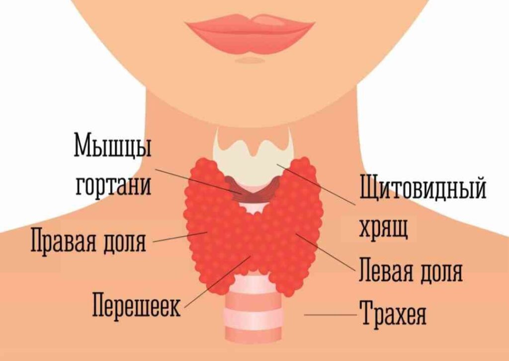 Что делает щитовидная железа