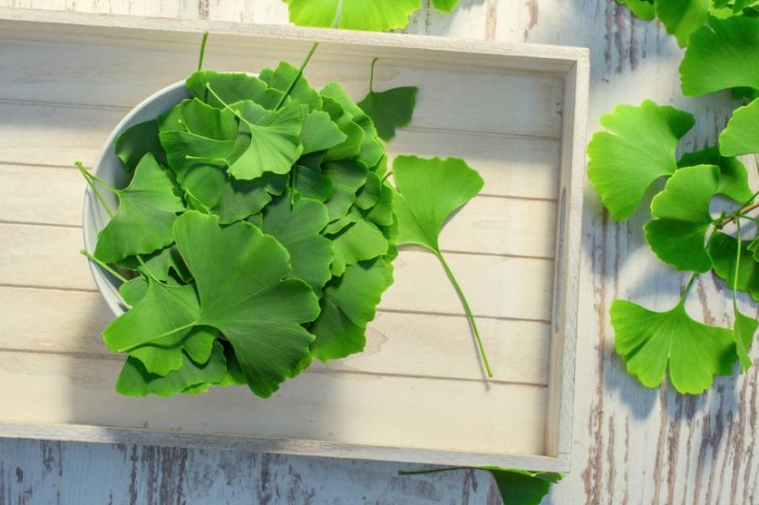 Гинкго билоба - 7 растений для здоровья — которые можно выращивать в домашних условиях 