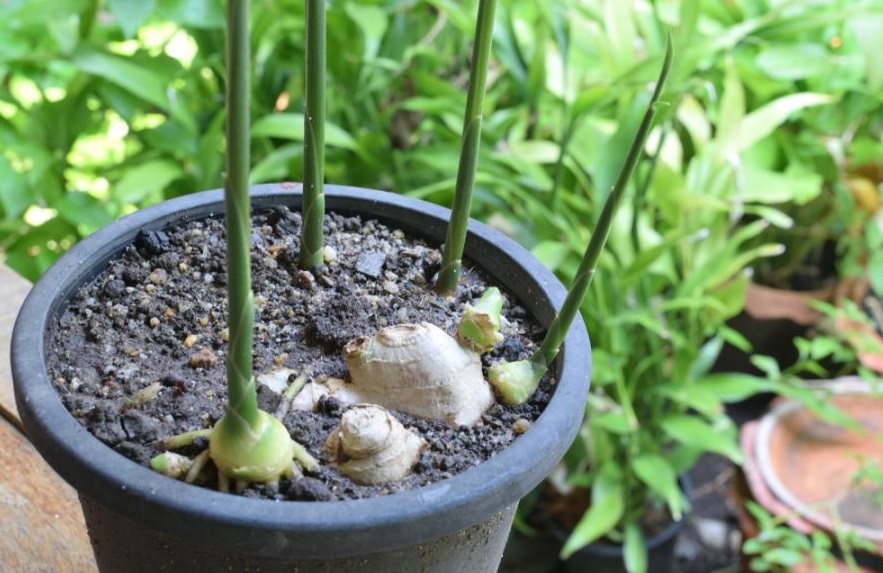 Имбирь - 7 растений для здоровья — которые можно выращивать в домашних условиях 