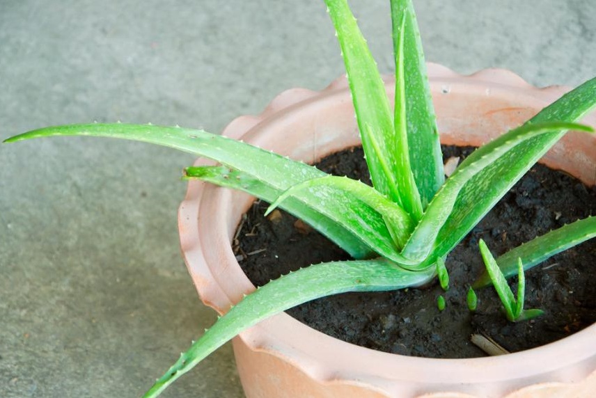 Алоэ - 7 растений для здоровья — которые можно выращивать в домашних условиях 