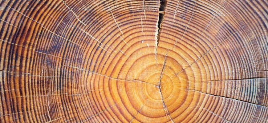 Кольца вековых деревьев рассказывают истории об эпических взрывах звезд