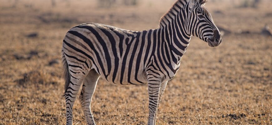 Почему кожа зебры полосатая
