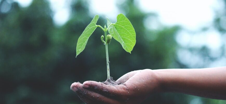 - 7 растений для здоровья — которые можно выращивать в домашних условиях