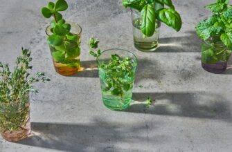 13 специй — овощей и цветов — которые можно вырастить в стакане воды