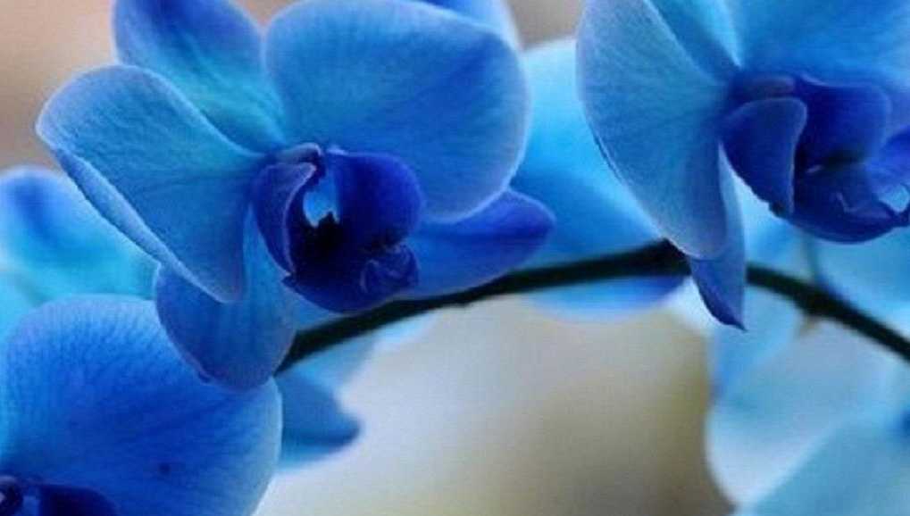Цветы синего цвета - Голубая Орхидея