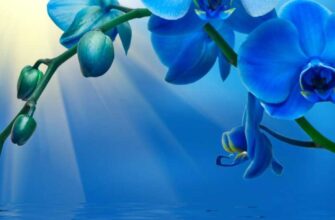 Цветы синего цвета - Голубая Орхидея