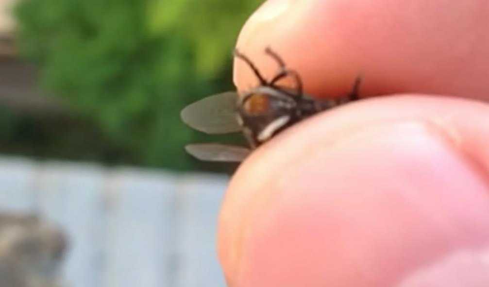 Как избавиться от мух в домашних условиях