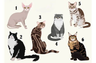Выбери образ кота и разберись в важных чертах своего характера