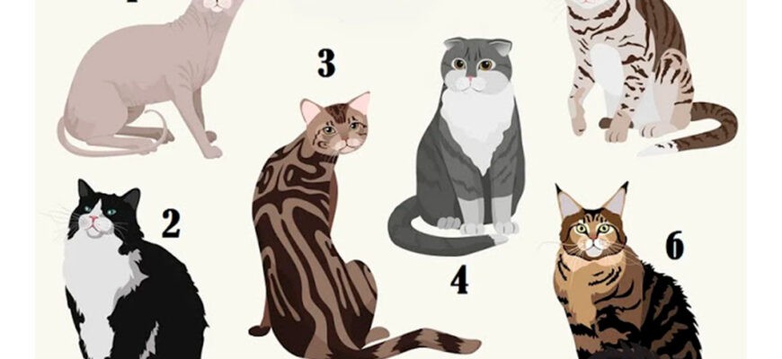 Выбери образ кота и разберись в важных чертах своего характера