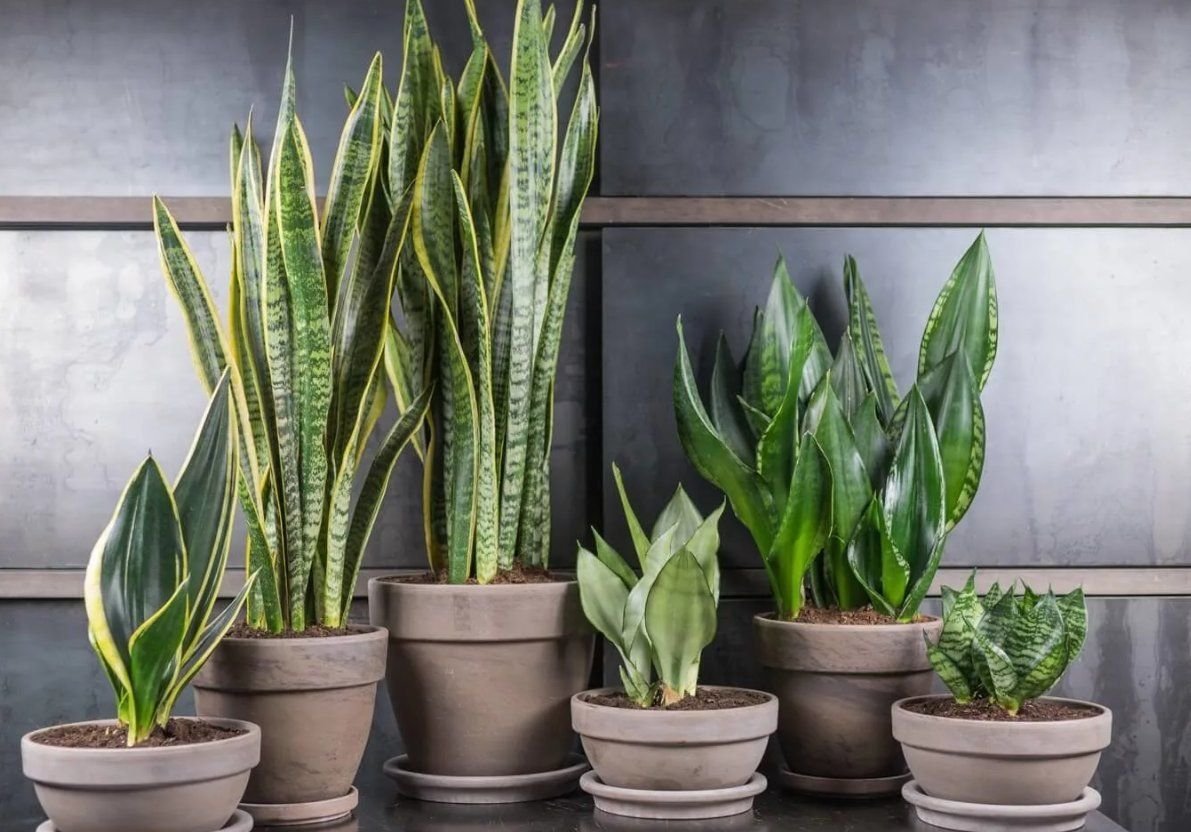5 растений, которые принесут удачу в ваш дом в 2023 году