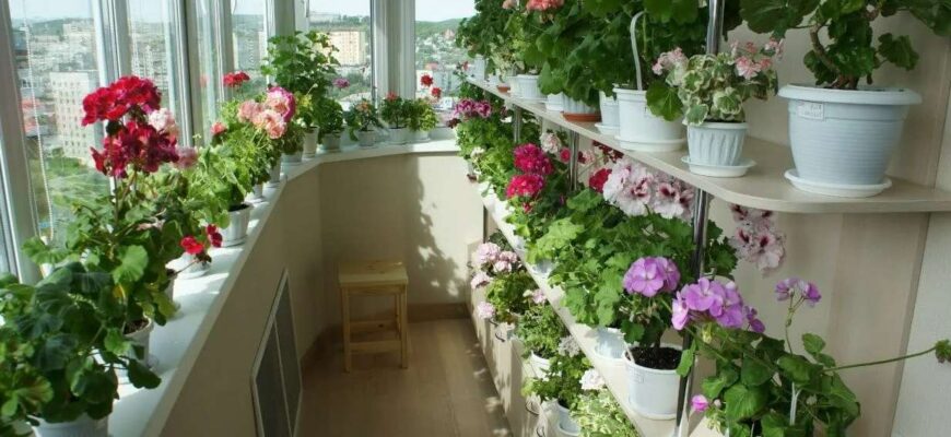 Растения для балкона