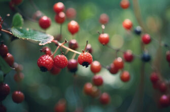 5 самых полезных лесных ягод. Лесные ягоды - это не только вкусный, но и полезный продукт. Они содержат много витаминов, антиоксидантов