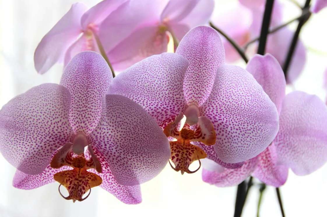 Орхидея - 10 денежных растений для дома