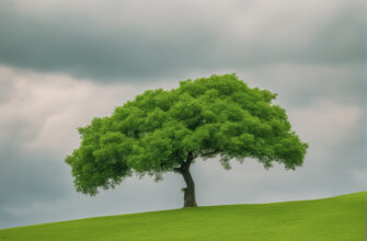 Магические свойства деревьев: Исцеление и Энергетика природы
